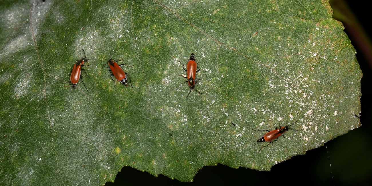 Malachiidae: Anthocomus rufus